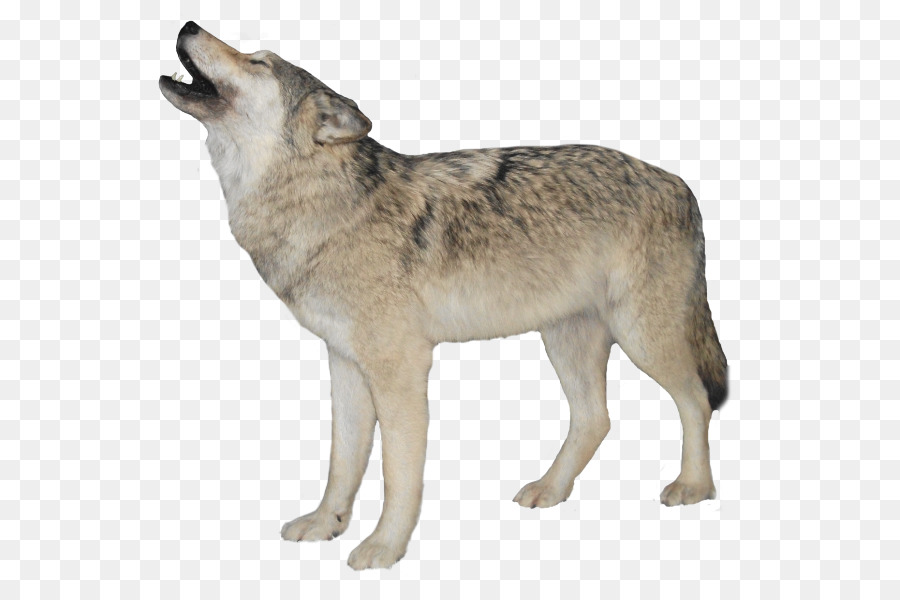 Cachorro，Lobo Negro PNG