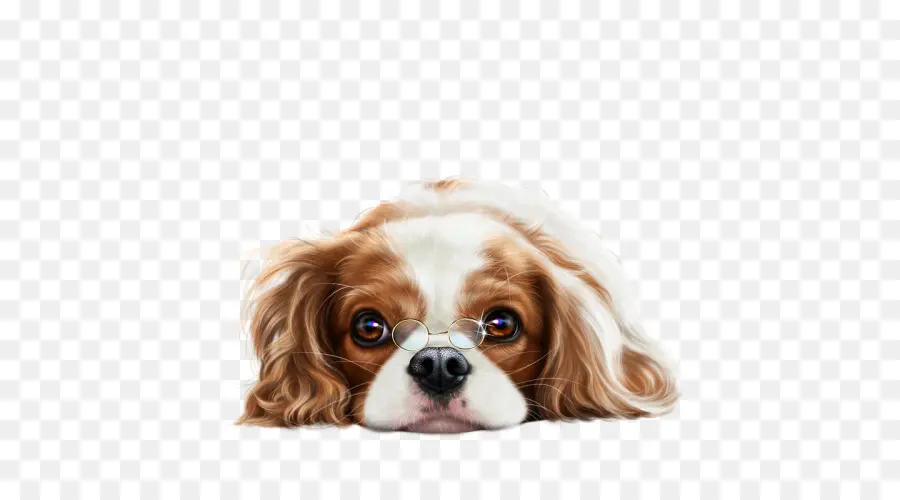 King Charles Spaniel，Cavalier King Charles Spaniel PNG