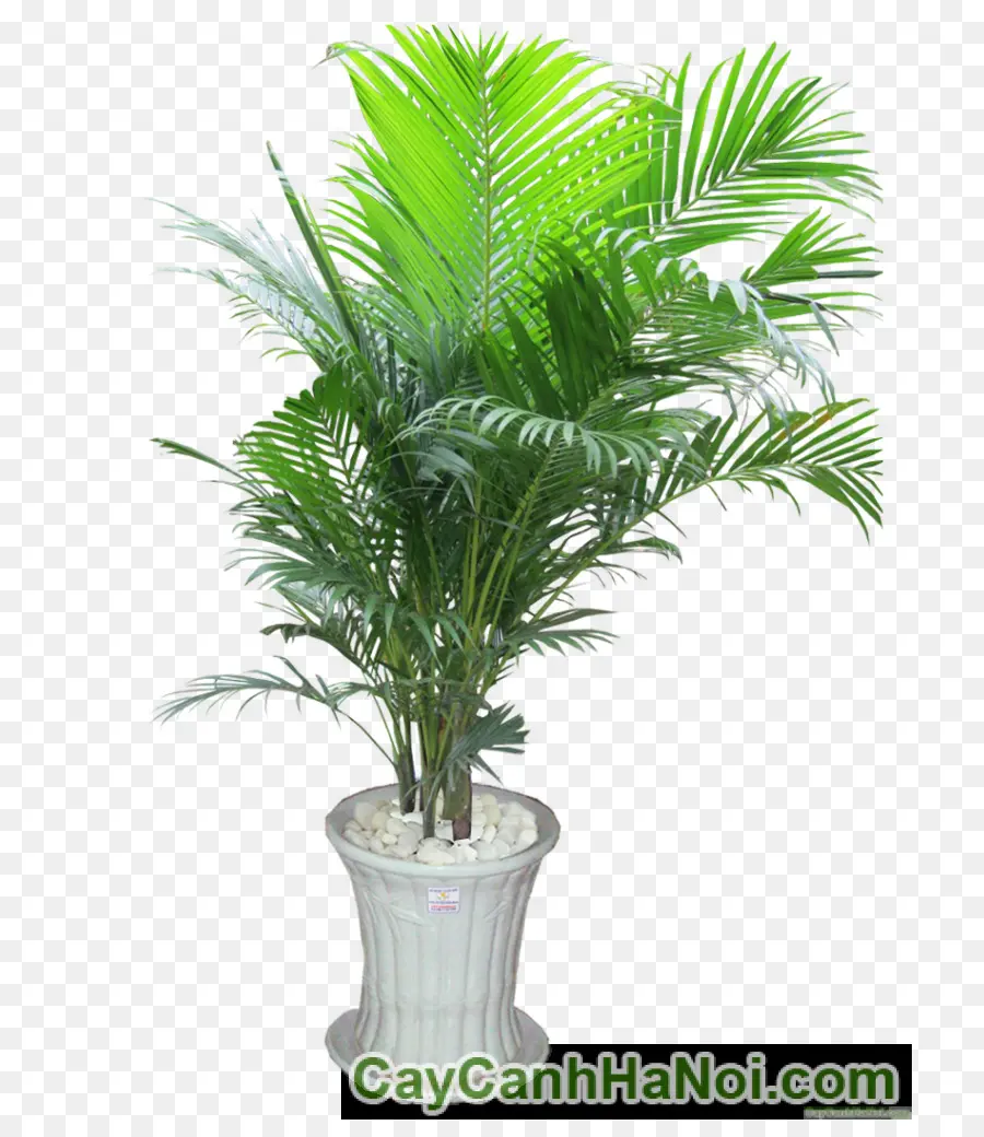 Planta Em Vaso，Verde PNG