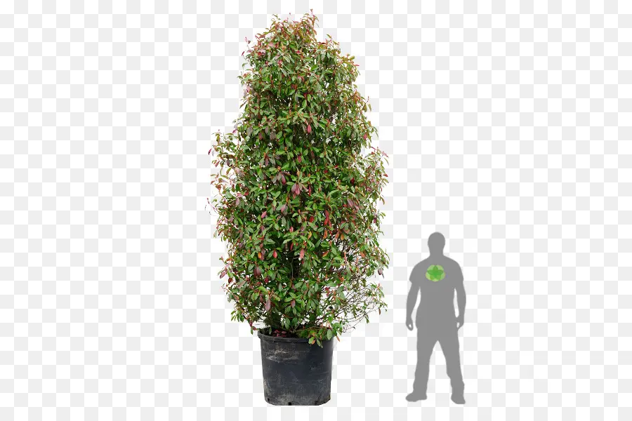 Vermelha Ponta Photinia，árvore PNG