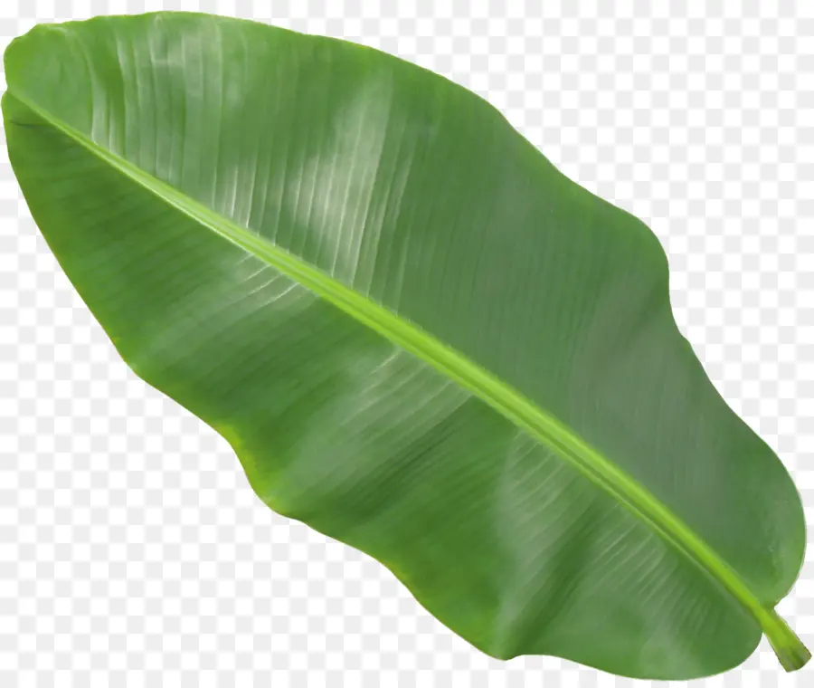 Folha De Bananeira，Banana PNG