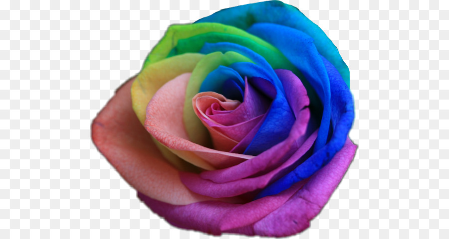 Rainbow Rose，Rosa PNG