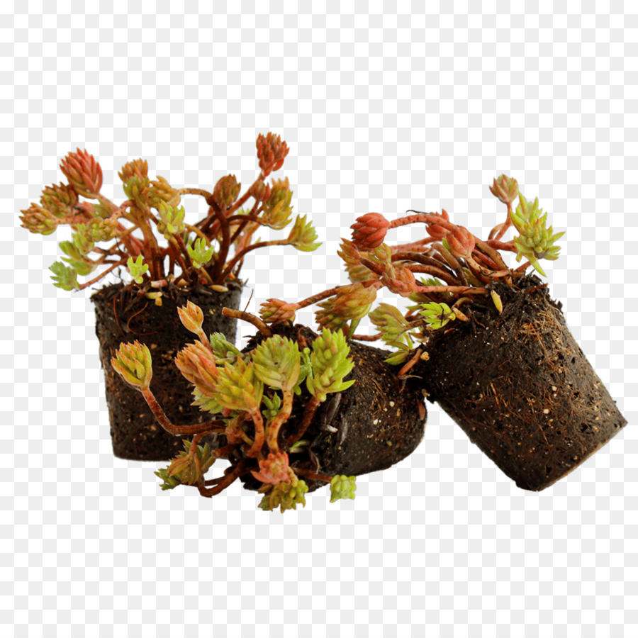 A Cobertura De Solo，Plantas PNG