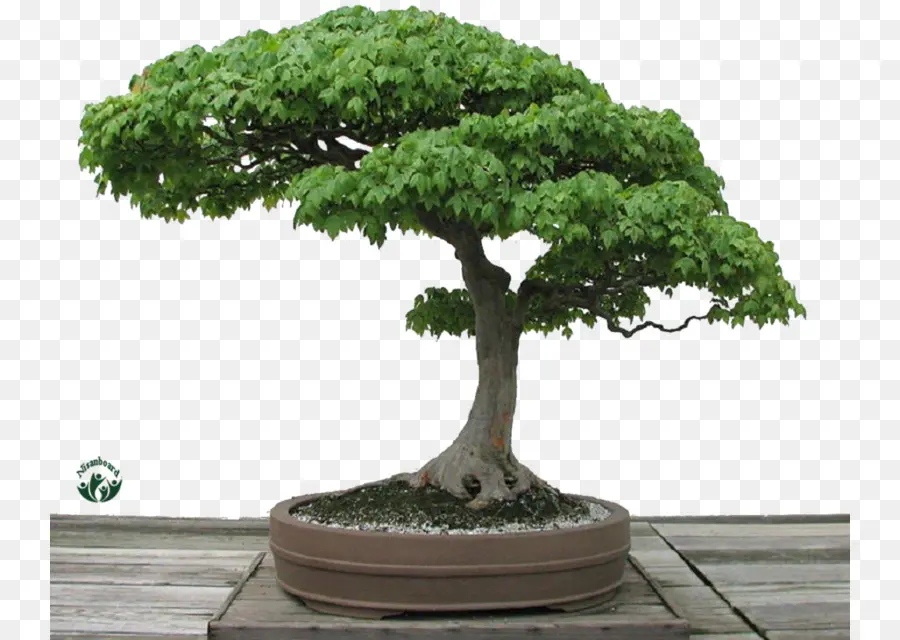 Árvore Bonsai，Árvore Em Miniatura PNG