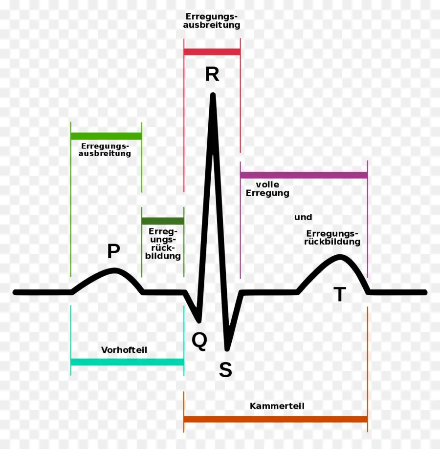 Forma De Onda De Ecg，Coração PNG