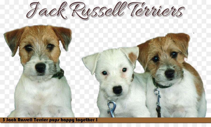 Jack Russell Terrier，Parson Russell Terrier PNG