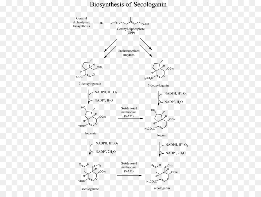 Secologanina，A Biossíntese De PNG