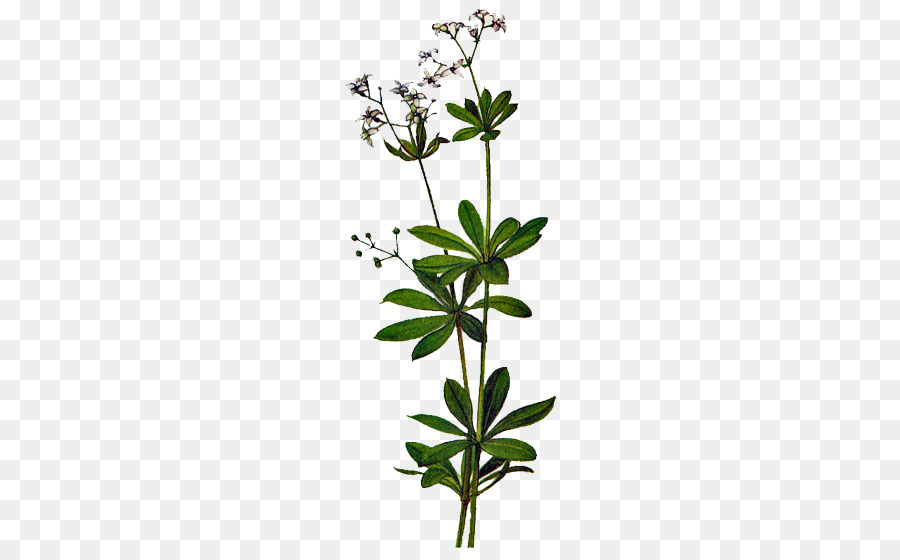 Flor，Planta De Haste PNG
