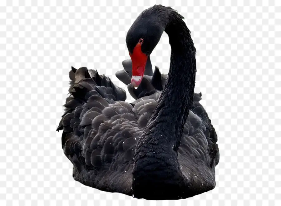 Cisne Negro，Aves PNG