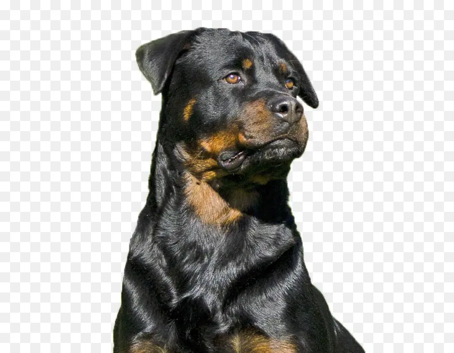 Rottweiler，Raça Do Cão PNG