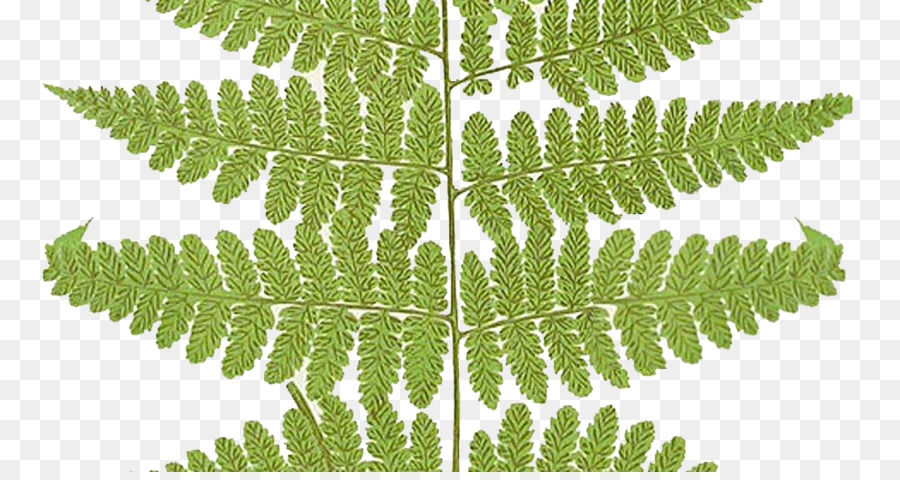 Frondes，Fern PNG