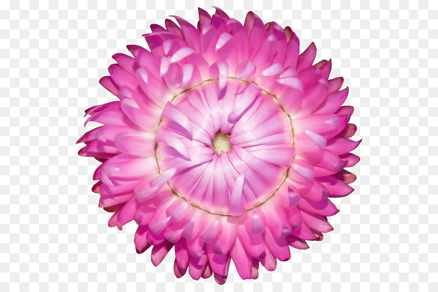 Strawflower，Flor PNG