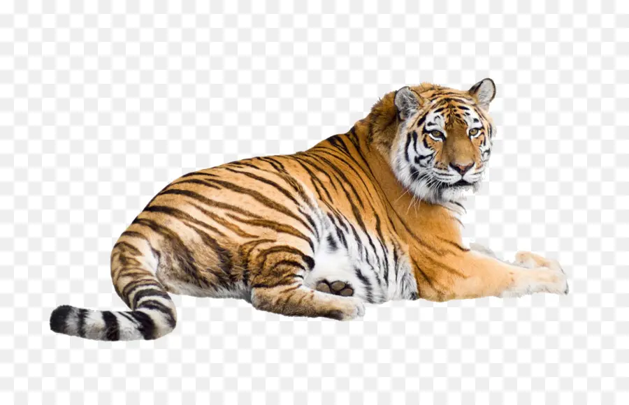 Gato，Siberian Tiger PNG