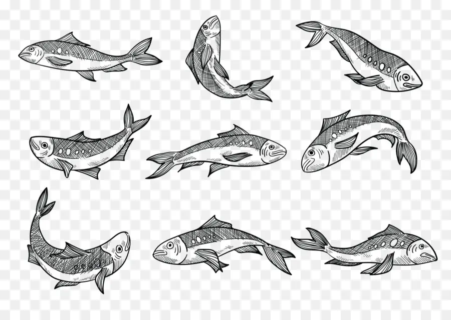 Desenhos De Peixes，Esboço PNG