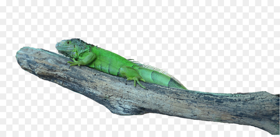 Comum Iguanas，Lagarto PNG