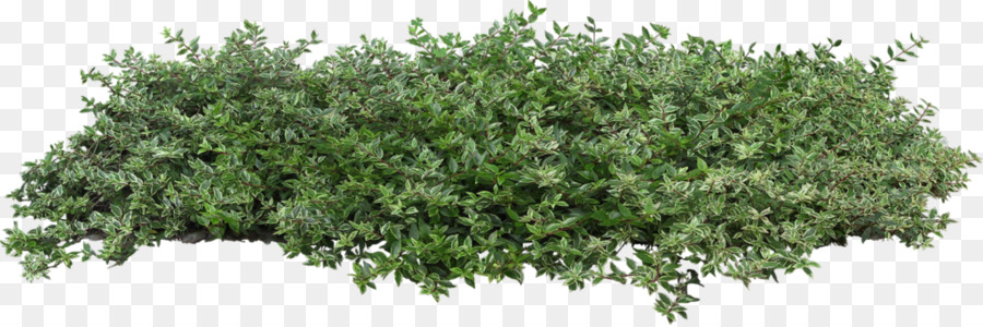 Arbusto Rvore Plantas Png Transparente Gr Tis