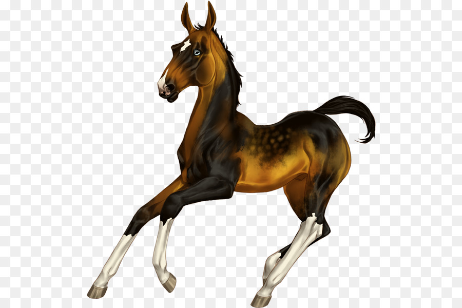 Cavalo，Equino PNG