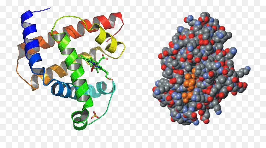 A Estrutura Terciária Da Proteína，Proteína PNG