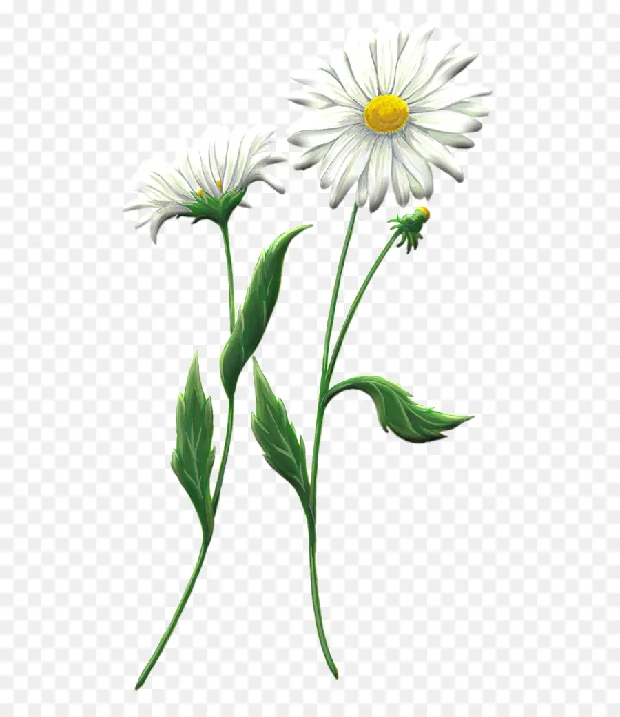 Comum Daisy，Camomila PNG