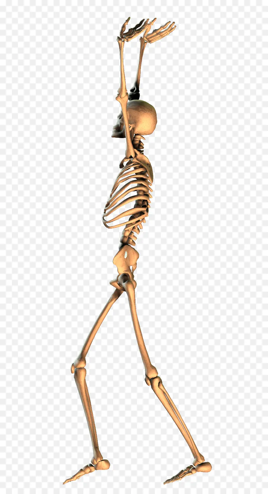 Esqueleto，Comum PNG