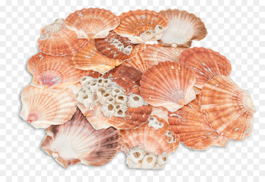 Grande Vieira，Seashell PNG