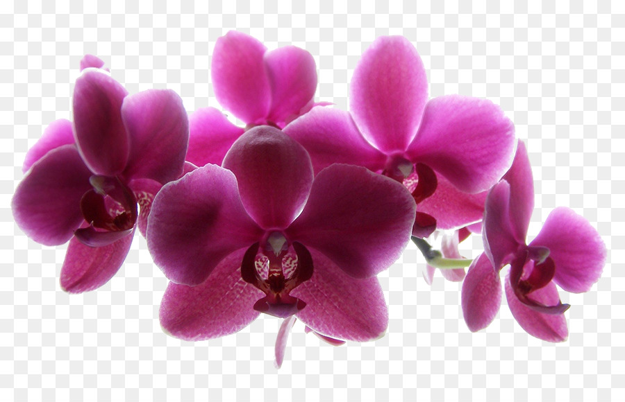 Orquídeas，Centro De Serviço De Carro PNG