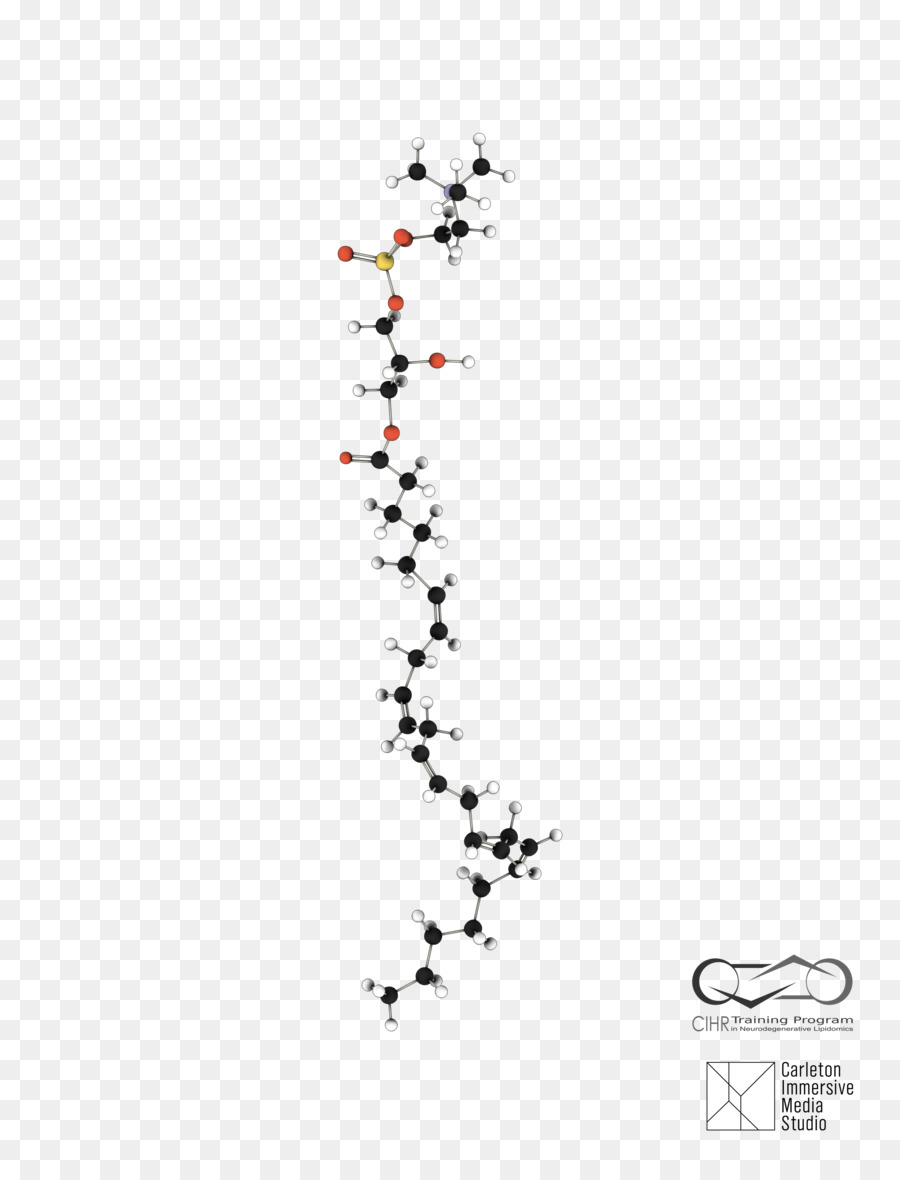 Universidade De Ottawa，Glycerophospholipid PNG