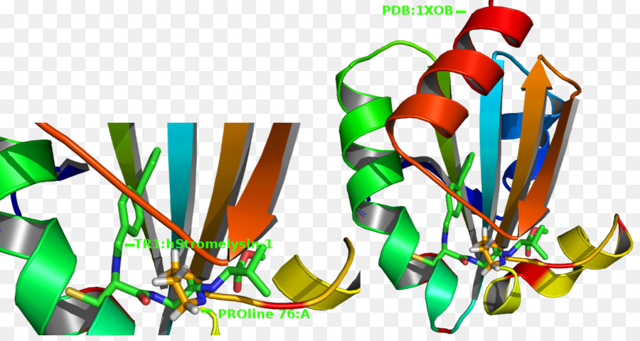 Thioredoxin，Redox PNG