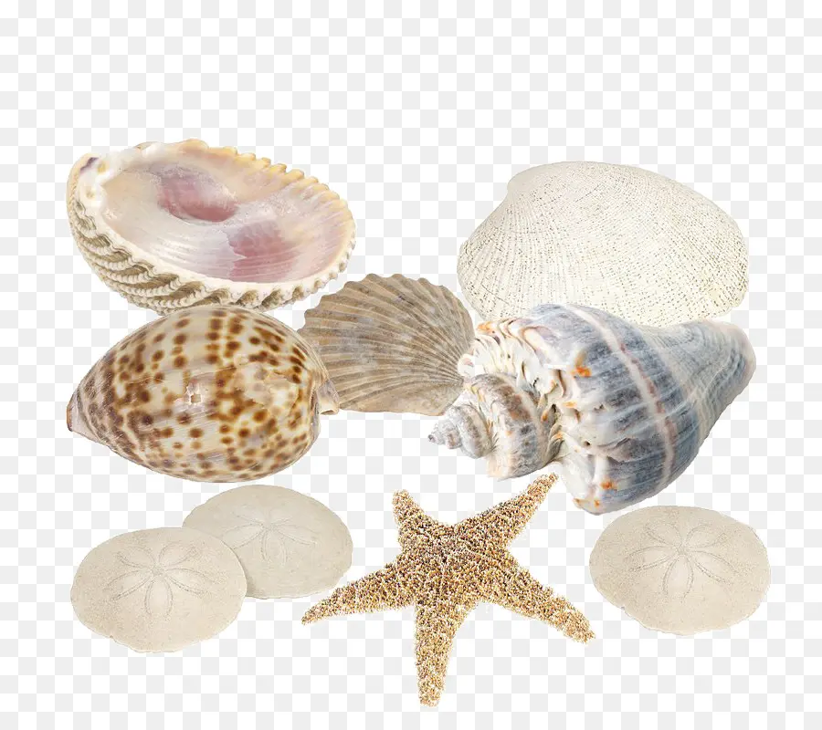 Seashell，Berbigão PNG