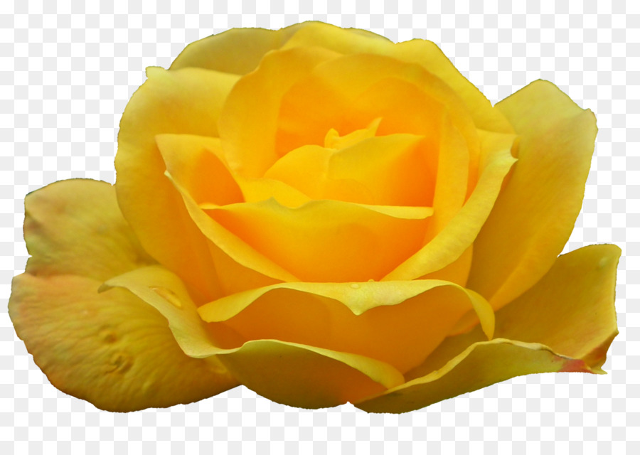 Rosa Amarela，Rosa PNG