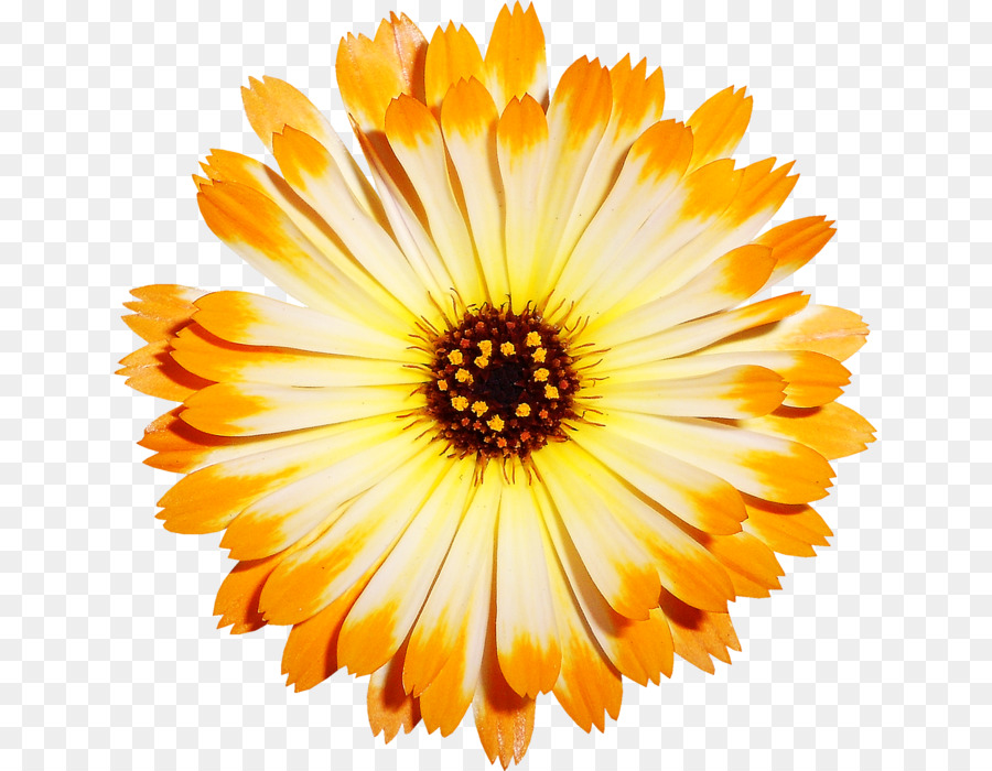 Flor，Florescer PNG