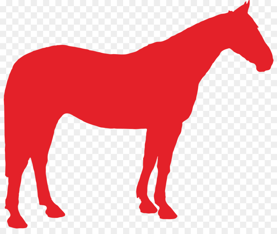 Appaloosa，Mula PNG