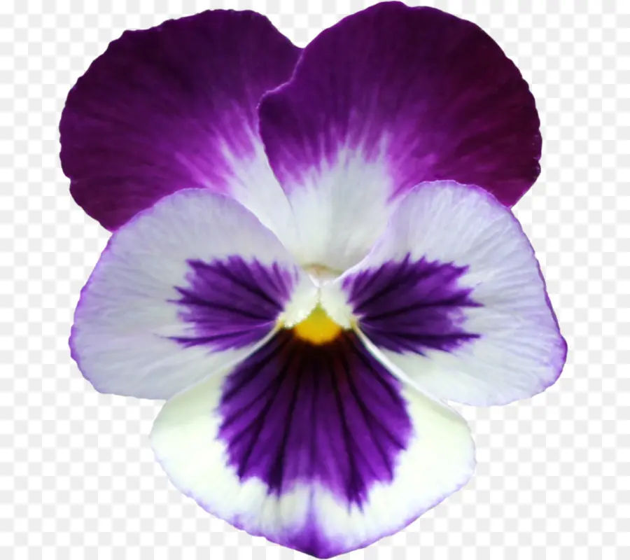 Pansy，Violetas PNG