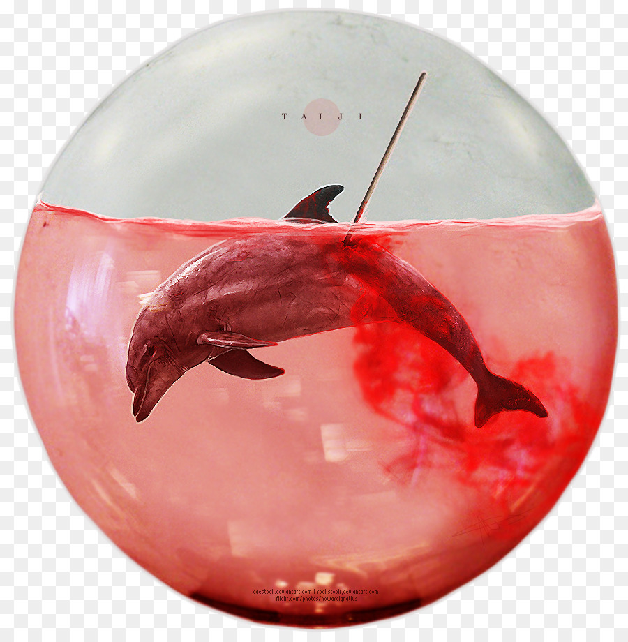 Dolphin，Taiji PNG