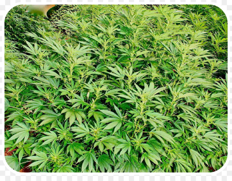 Plantas De Cannabis，Cannabis PNG