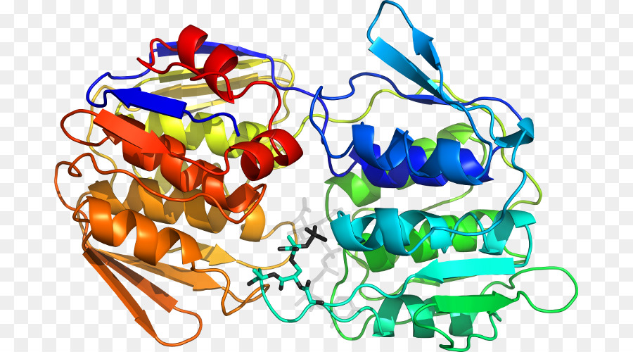 Enterobacter Cloacae，A Artrite Bacteriana PNG