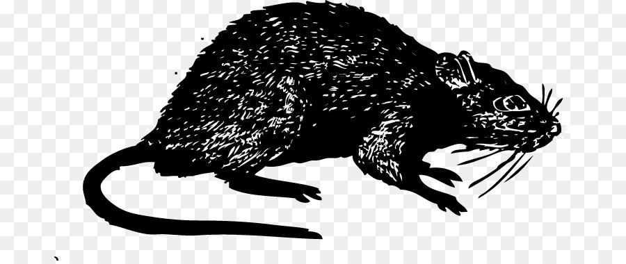 Rat，Mu PNG