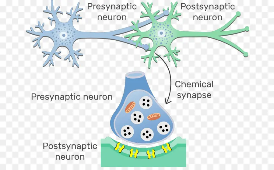 Sinapse，Neurônio PNG