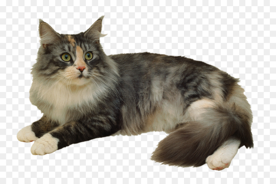 Gato Siberiano，Ragdoll PNG