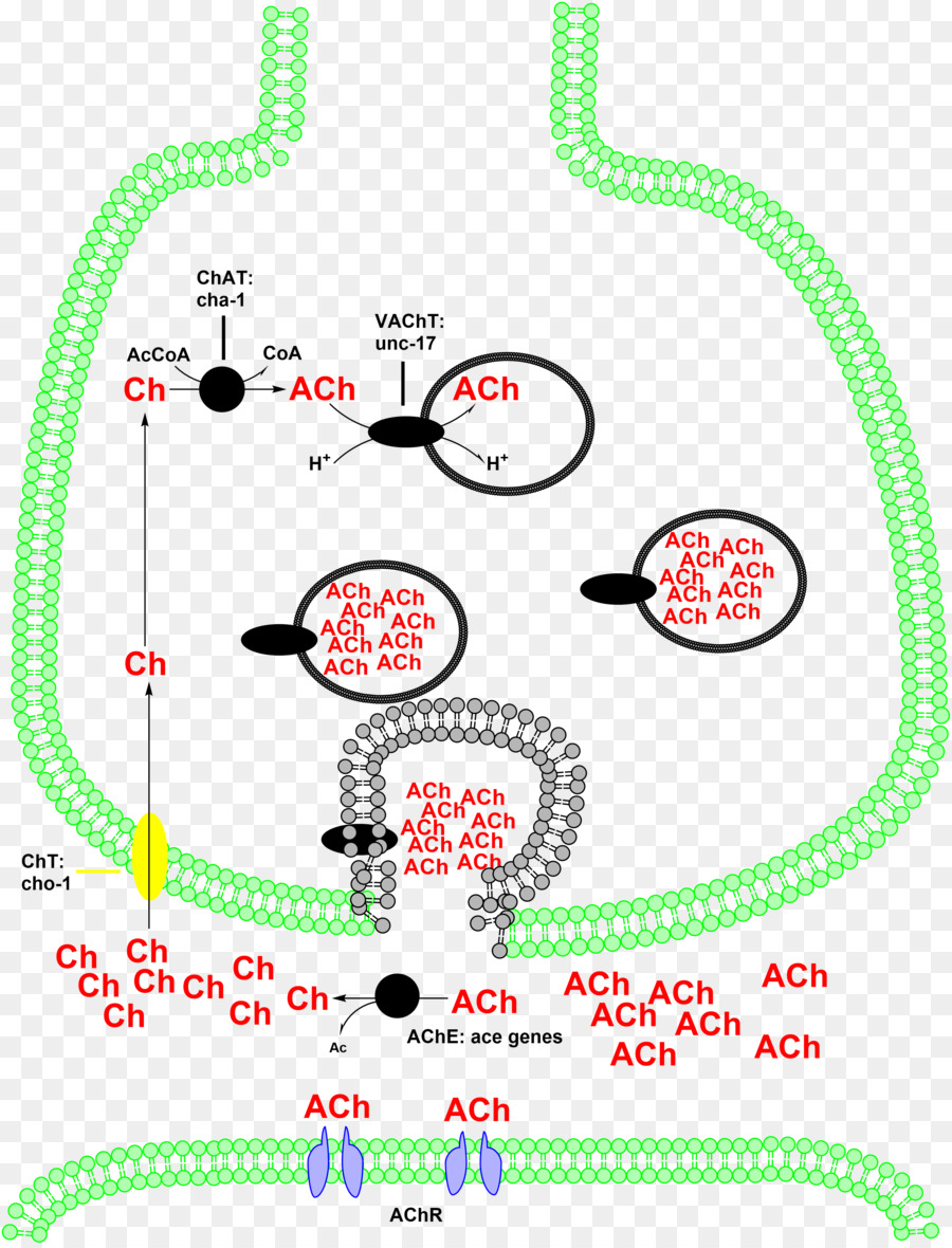 Colina Acetyltransferase，Acetyltransferase PNG