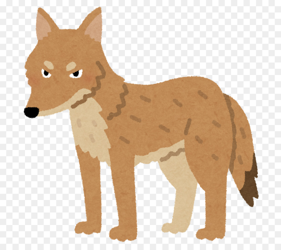 Coyote，Cachorro PNG