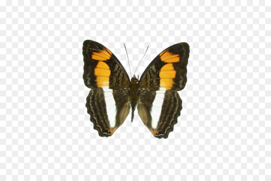 Borboleta，Irmãs PNG