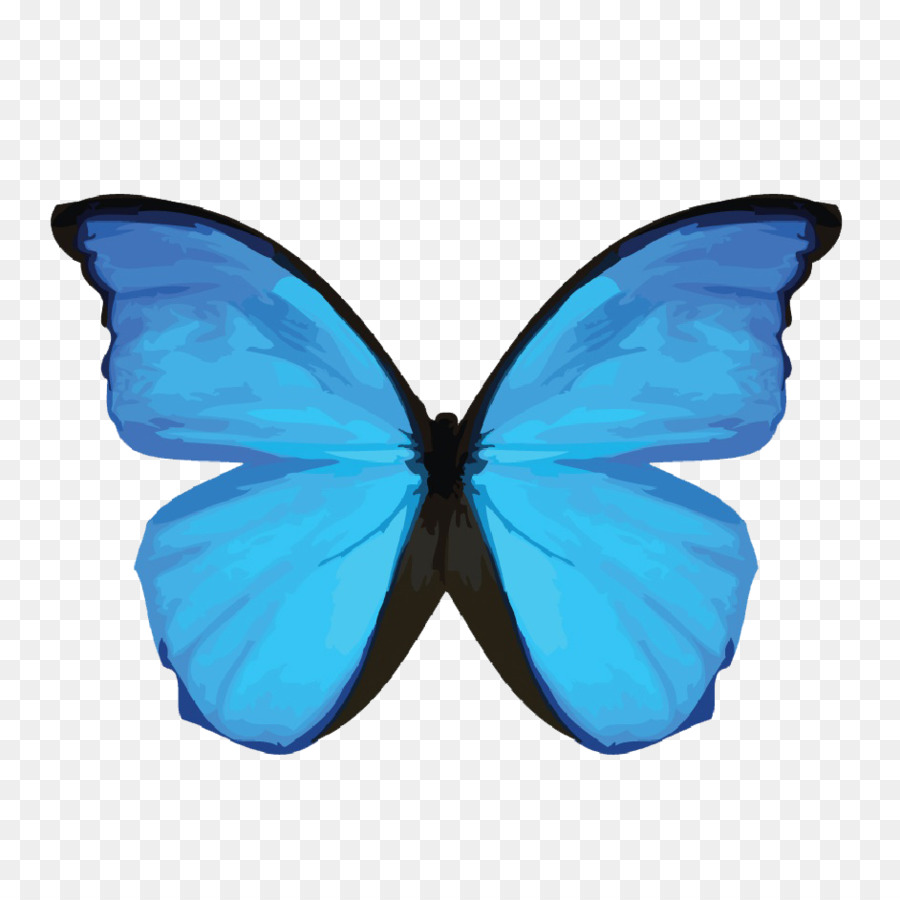 Menelau Morpho Azul，O Morpho Didius PNG