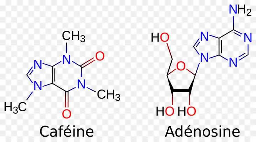 Cafeína E Adenosina，Moléculas PNG