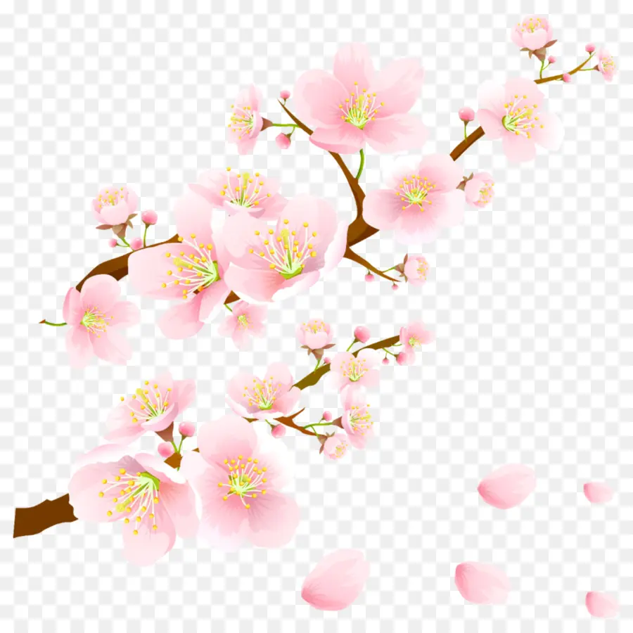 Flor De Cerejeira，National Cherry Blossom Festival PNG