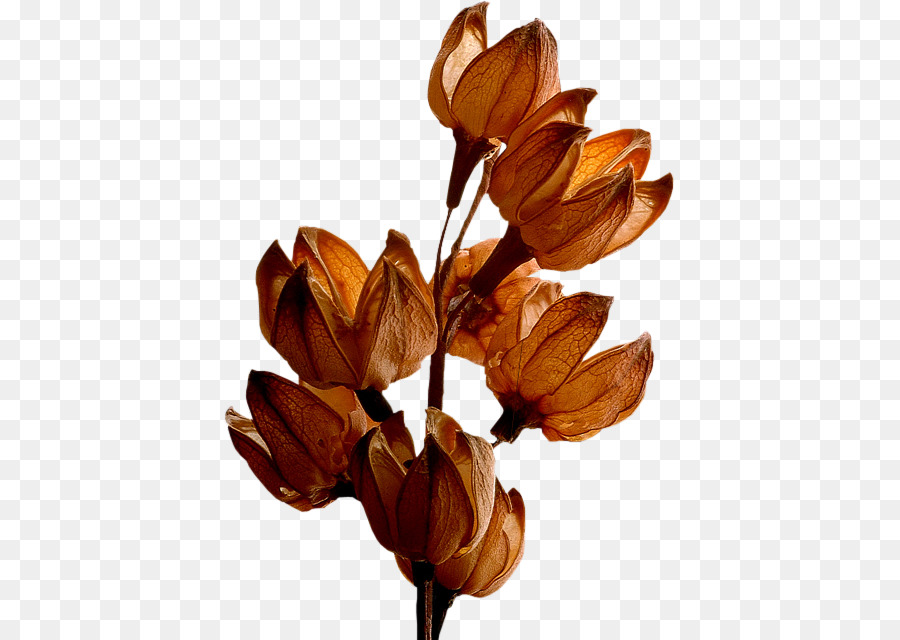 Flores Secas，Marrom PNG