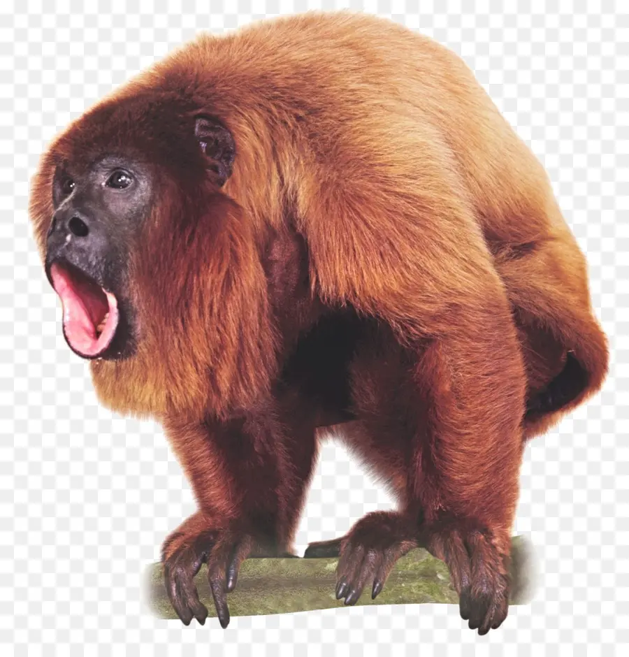 Macaco Uivador，Primata PNG