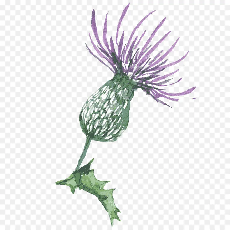Cardo，Thistle PNG