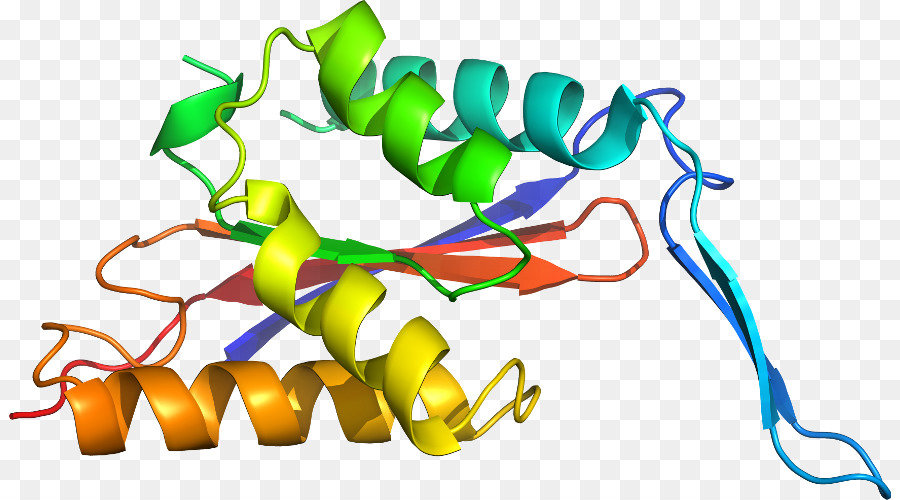 Estrutura Proteica，Biologia PNG