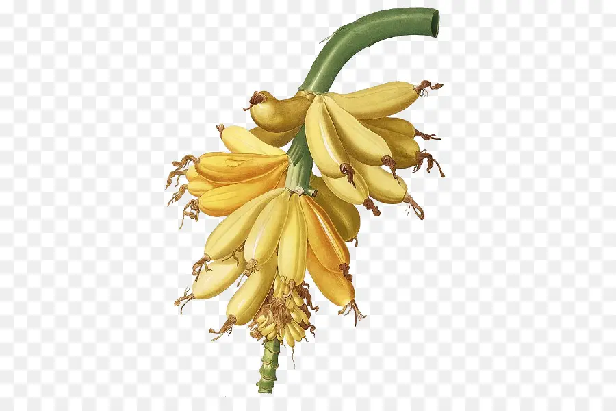 Botânico Ilustração，Banana PNG